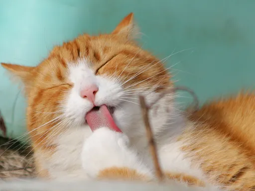 The internet is for cats